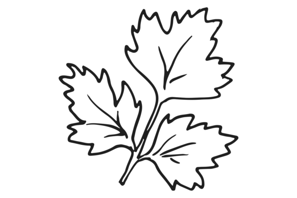 Download Parsley Leaf. Hand Drawn Cooking Aroma H - King Collection
